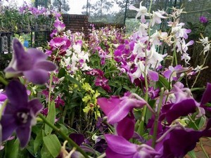 Vagamon Orchidarium & Floriculuture Project