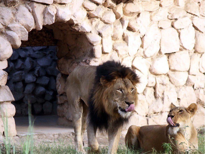 Lucknow Zoo, Lucknow - Timings, Safari cost, Best time to visit