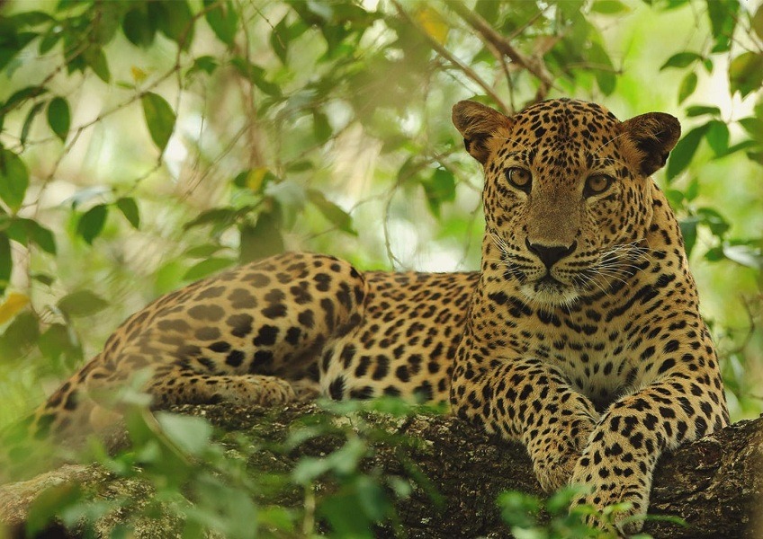 wilpattu nationalpark safari