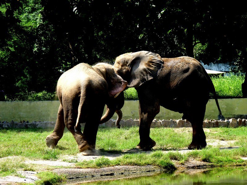 National Zoological Park, Delhi City - Timings, Safari cost, Best time to  visit