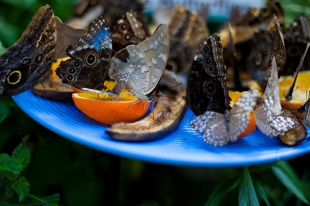 Butterfly Conservatory Of Goa, Panjim - Best time to visit