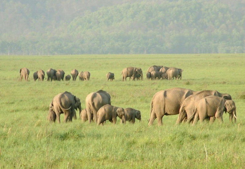 rajaji national park safari timings