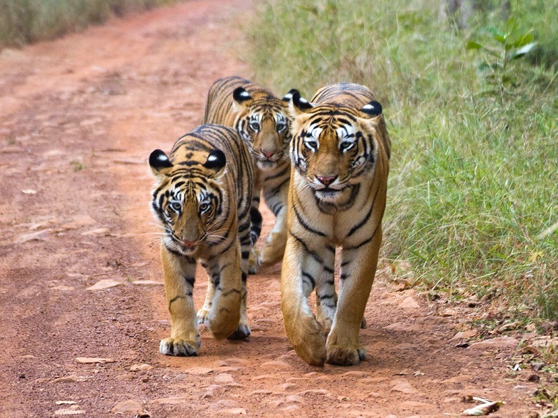 6 Best National Parks & Wildlife Sanctuaries near Hyderabad