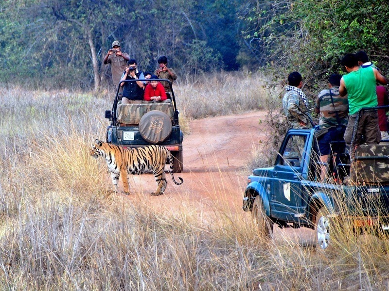 tadoba jungle safari nagpur