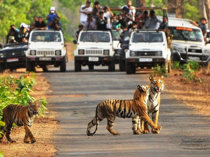 tadoba safari timings