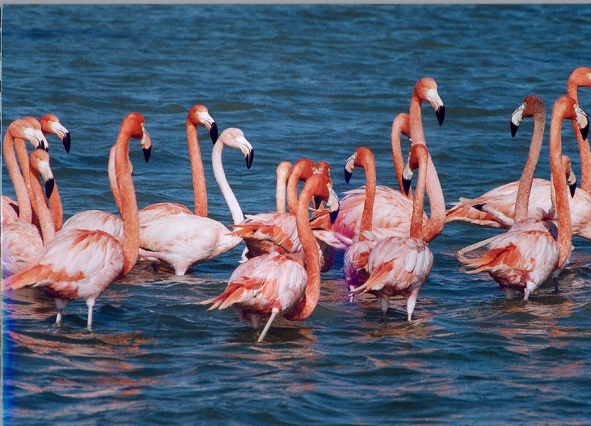 Nalsarovar Bird Sanctuary