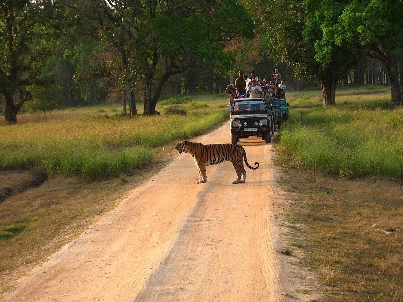 safari timings in kanha