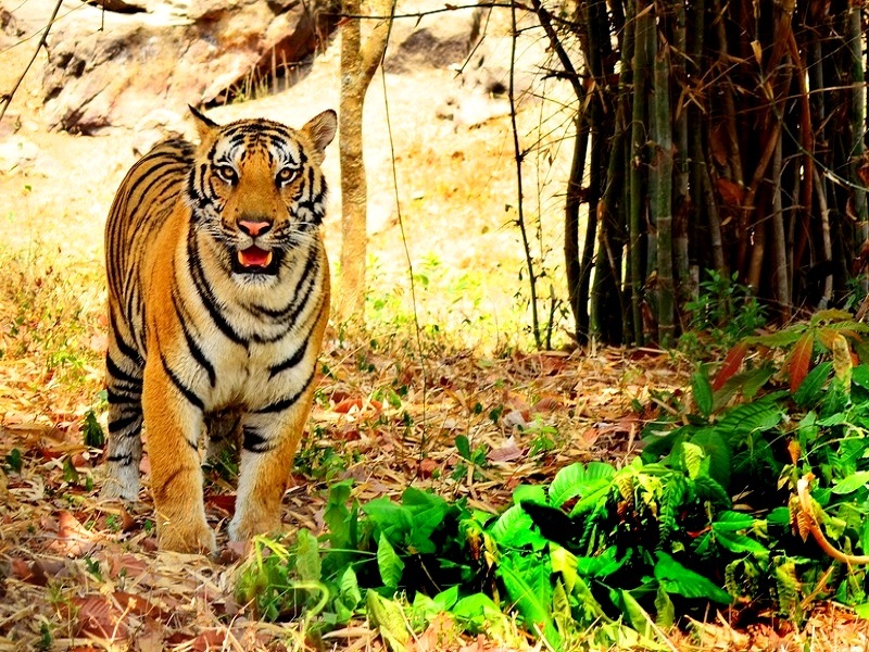Bannerghatta National Park, Bangalore - Timings, Safari cost, Best time to  visit