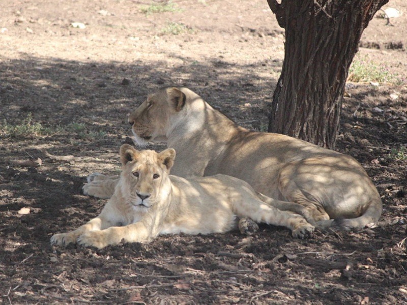 Devalia Safari Park / Gir Interpretation Zone