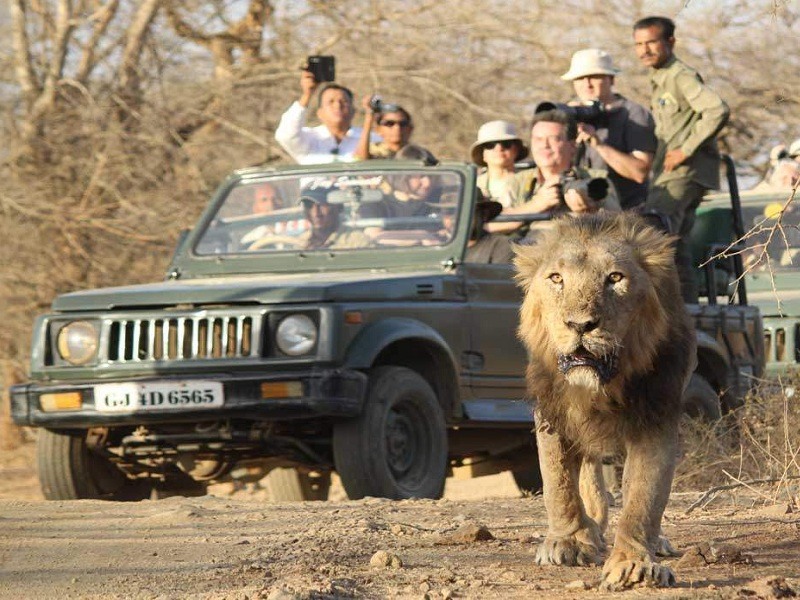 jeep safari sasan gir