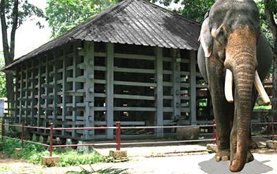 Elephant Training Center - Konni