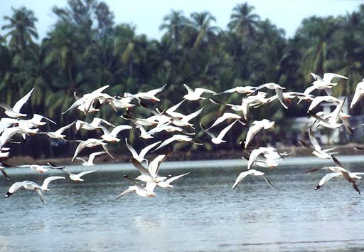 Kadalundi Bird Sanctuary, Kozhikode - Timings, Safari cost, Best time to  visit