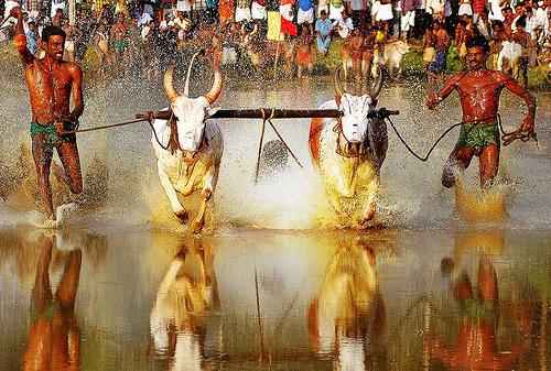 Maramadi Bull Race