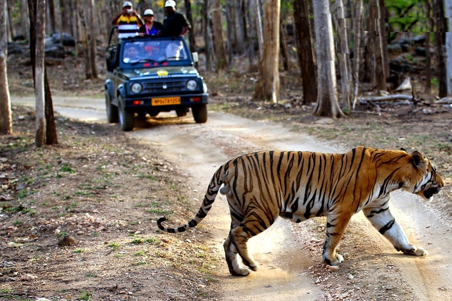 pench national park jeep safari charges