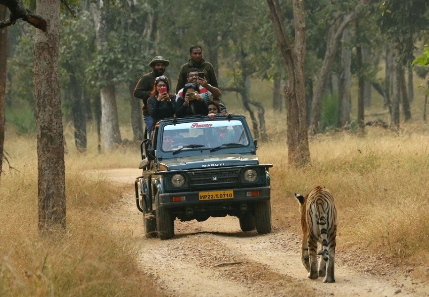 safari timings in pench