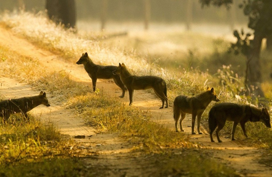 Wolf Sanctuary Night Safari, Pench National Park - Timings, Safari cost,  Best time to visit