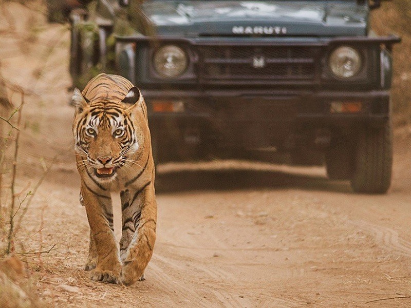 safari timings in pench