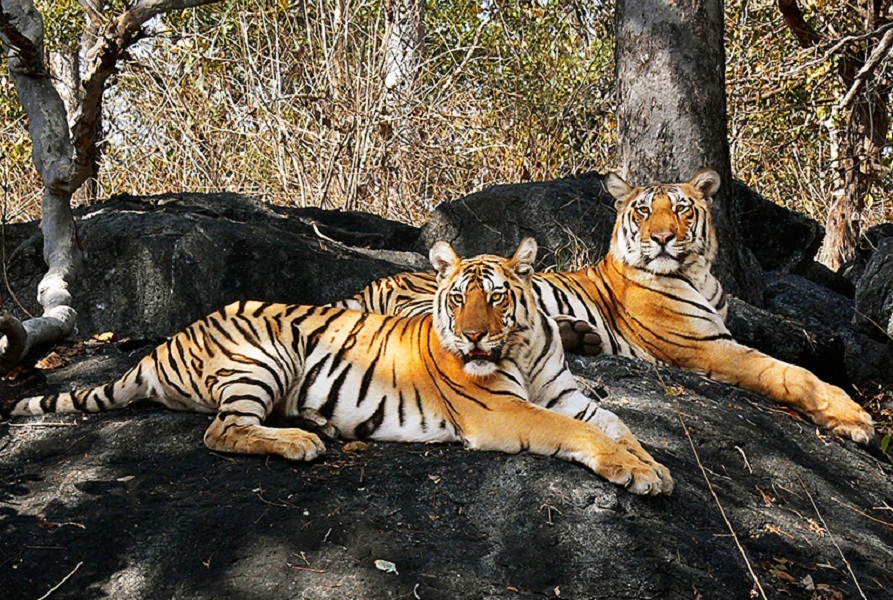 Pench National Park Wildlife Safari Travel Guide To Pench