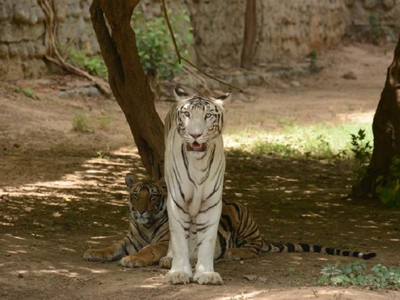 Gwalior Zoo, Gwalior - Timings, Safari cost, Best time to visit