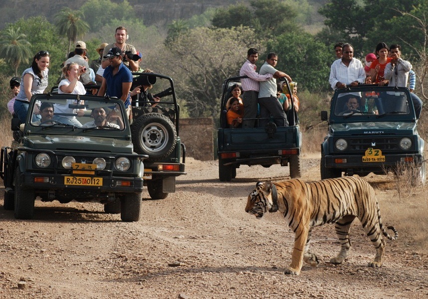 jungle safari at ranthambore