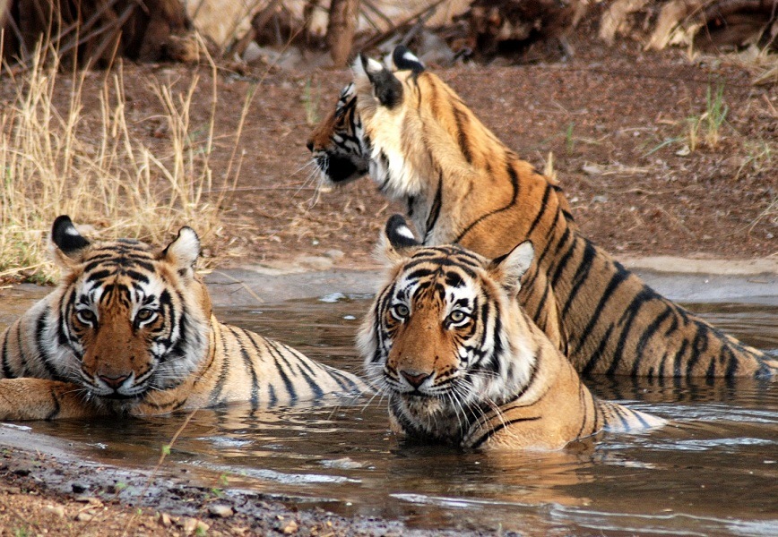 5 Best Wildlife Sanctuaries & National Parks in Rajasthan