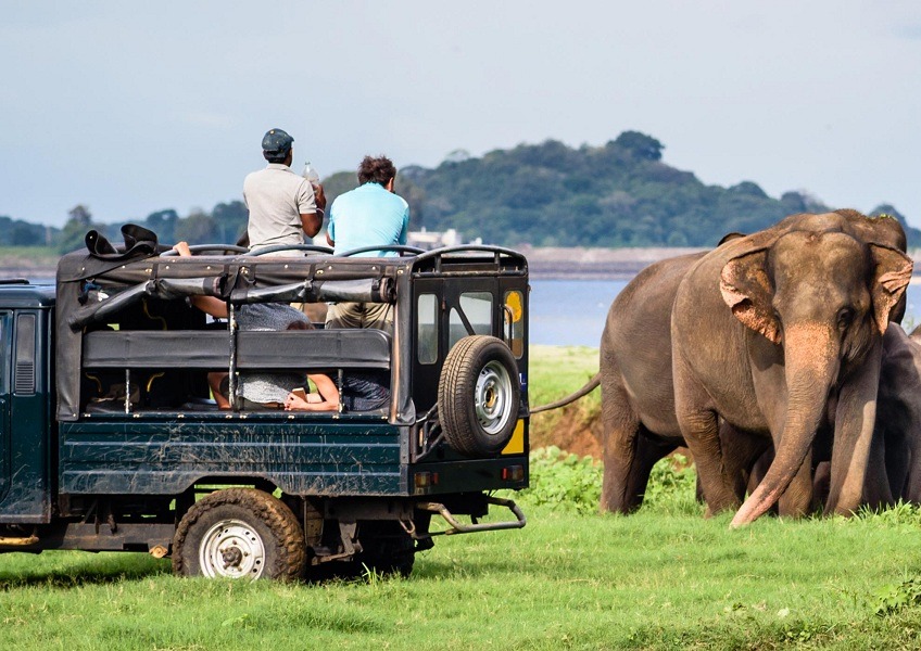 safari animals in jeep