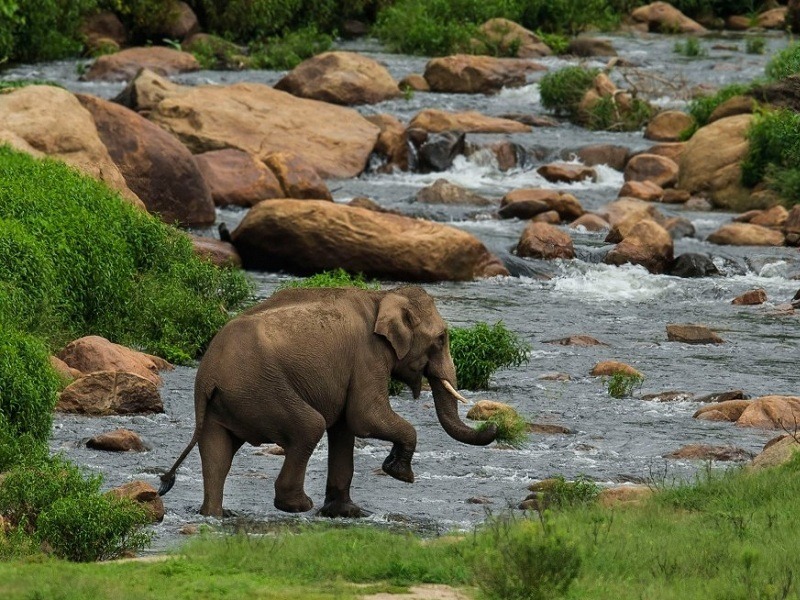 Top Wildlife Places in Tamilnadu