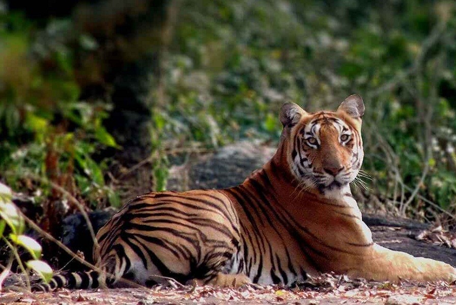 11 Best Wildlife Sanctuaries & National Parks in Tamil Nadu