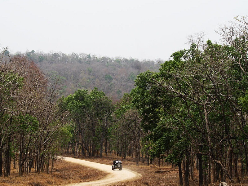 pench national park jeep safari charges