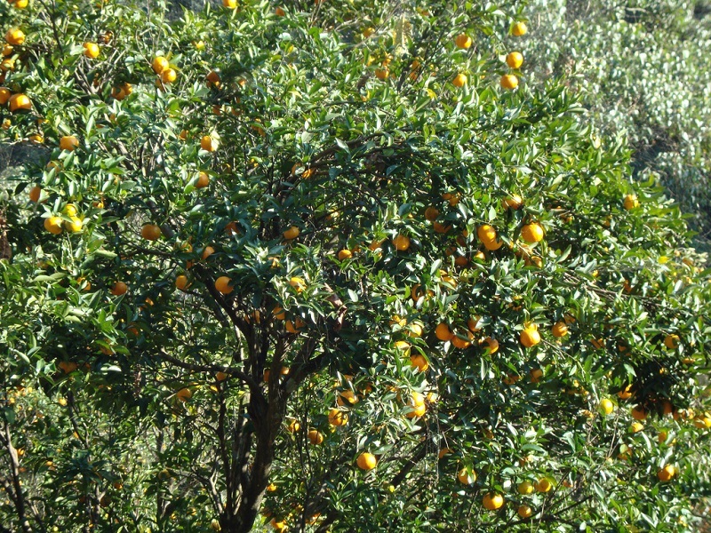 Rimbi Orange Garden