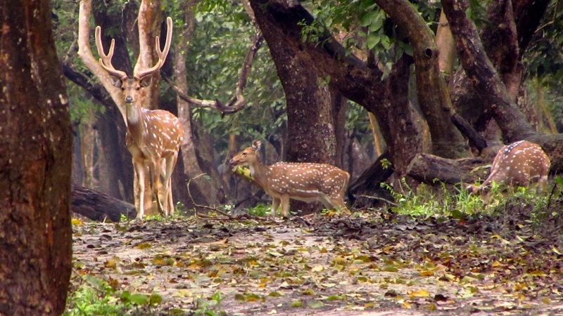 17 Best Wildlife Sanctuaries & National Parks in Karnataka