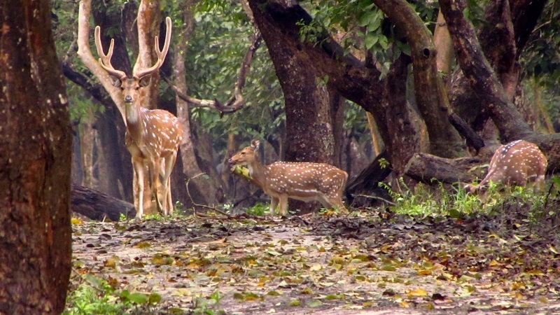 Nagarhole National Park, Karnataka