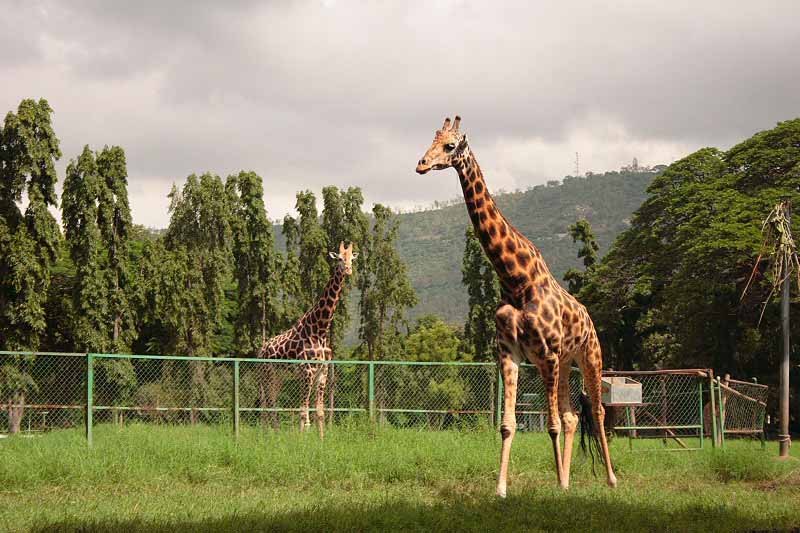 mysore zoo has safari