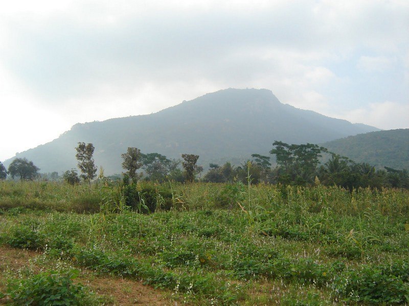 Bilikal Rangaswamy Betta, Karnataka