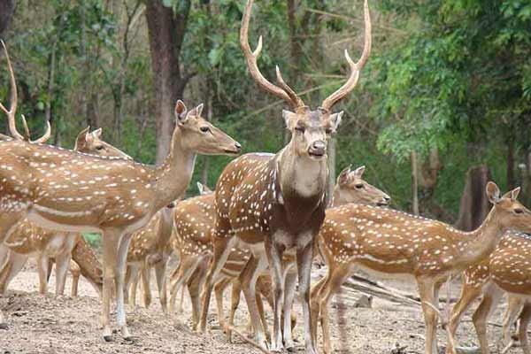 Mrig Vihar Zoo / Deer Park
