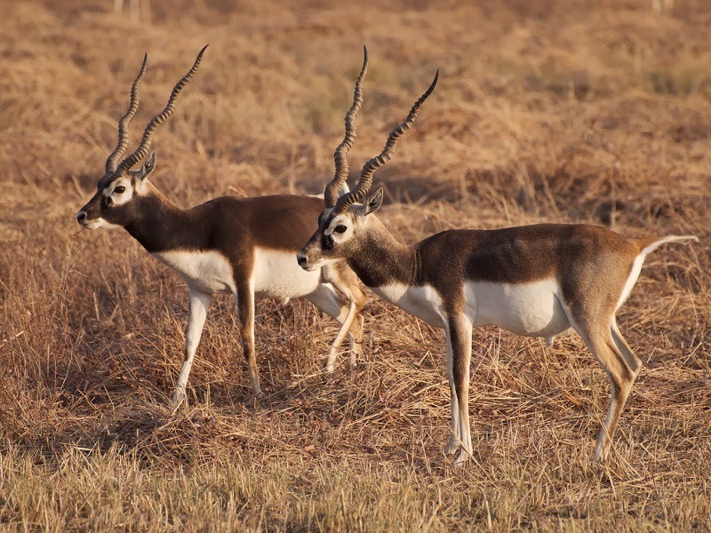 15 Best Wildlife Sanctuaries & National Parks in Gujarat
