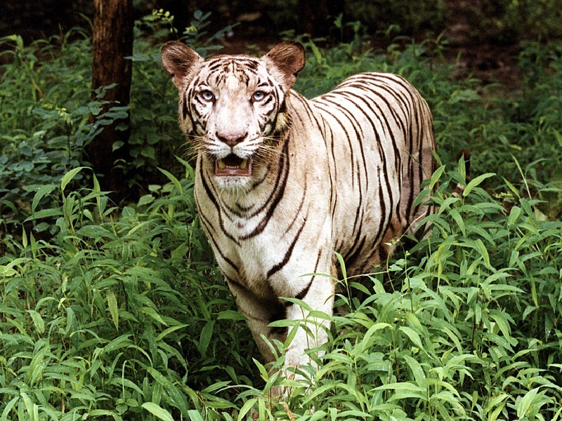 jungle safari in mumbai