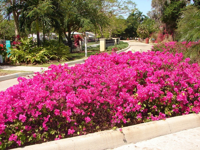 Image result for Bougainvillea garden