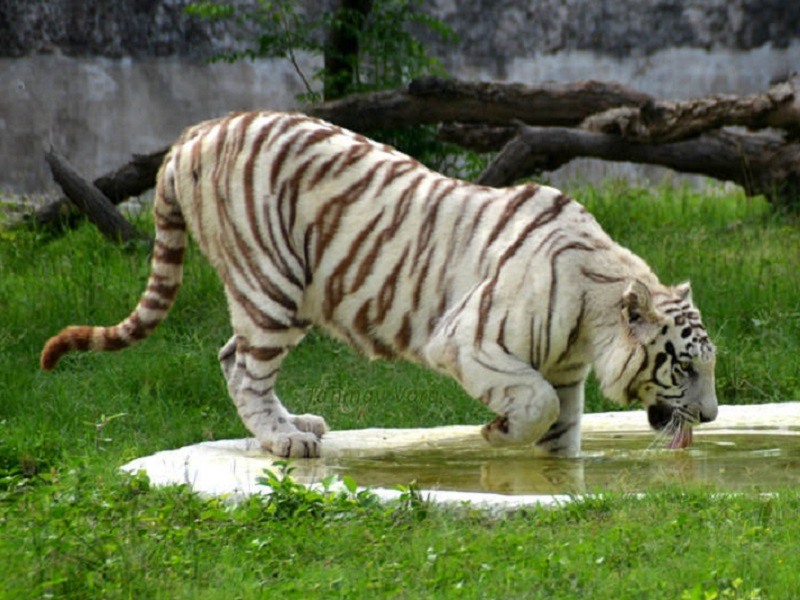 Mahendra Chaudhary Zoological Park, Chandigarh - Timings, Safari cost, Best time to visit Mahendra Chaudhary Zoological Park, Chandigarh - Timings, Safari cost, Best time to visit