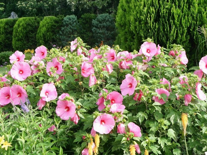 Hibiscus Garden