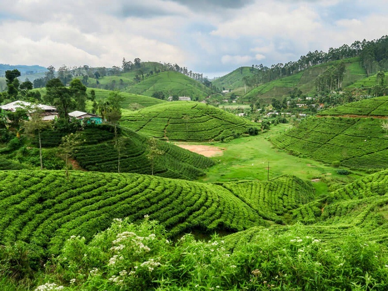 visit tea plantation ella