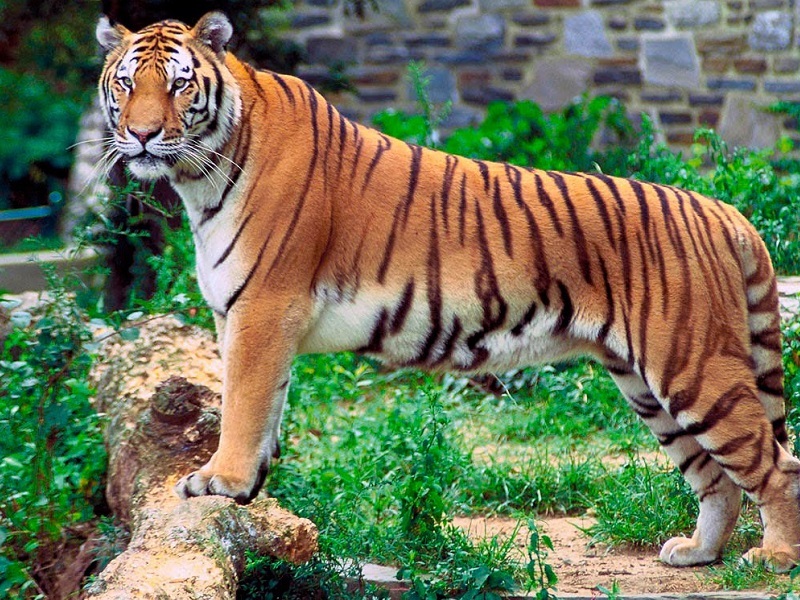 Kolkata Zoo /Alipore Zoo, Kolkata - Timings, Safari cost, Best time to visit Kolkata Zoo /Alipore Zoo, Kolkata - Timings, Safari cost, Best time to visit