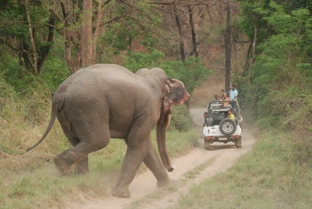 Durgadevi Jeep Safari / Elephant Safari