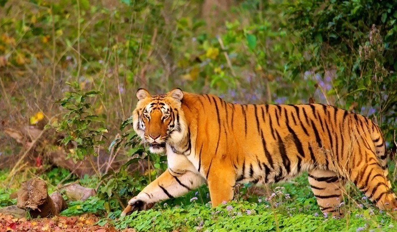10 Best Wildlife Sanctuaries near Delhi | National Parks & Tiger reserves  near Delhi