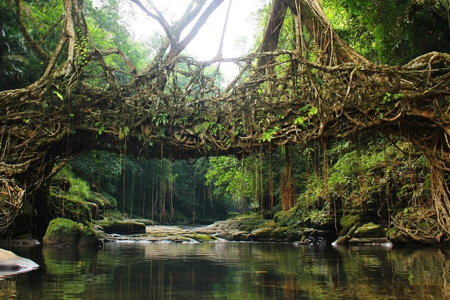 Living Root Bridge, Mawlynnong