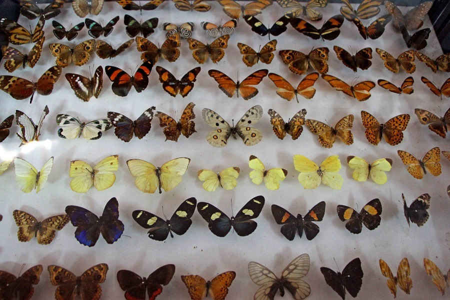 Wankhar Entomology Museum / Butterfly Museum