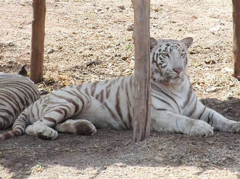 Pradyuman Zoological Park / Rajkot Zoo