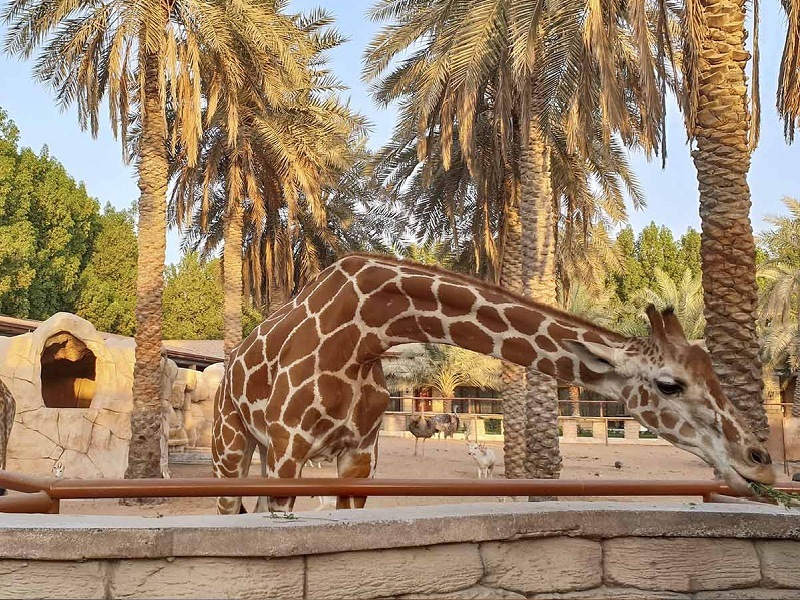 emirates park zoo tours