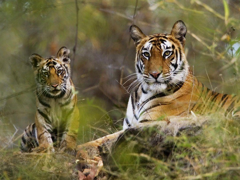 9 Best Wildlife Sanctuaries & National Parks in India