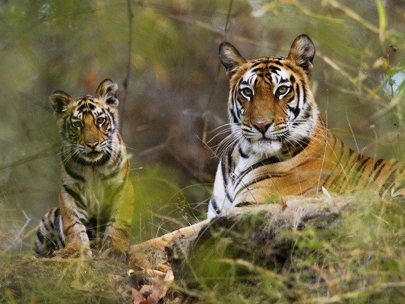 Bandhavgarh National Park | Wildlife Safari & Travel Guide to Bandhavgarh